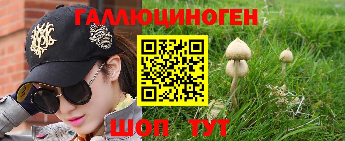 Псилоцибиновые грибы Psilocybe Кудымкар
